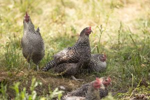 Natuurboerderij KipEigen