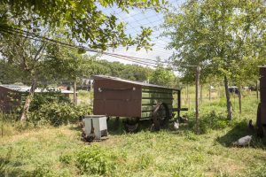 Natuurboerderij KipEigen