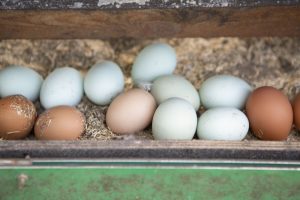 Natuurboerderij KipEigen