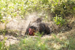 Natuurboerderij KipEigen