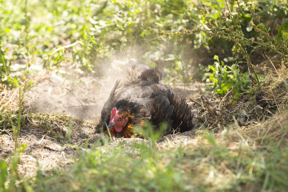 Natuurboerderij KipEigen