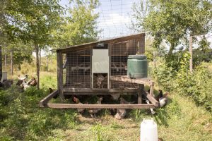 Natuurboerderij KipEigen