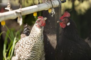 Natuurboerderij KipEigen