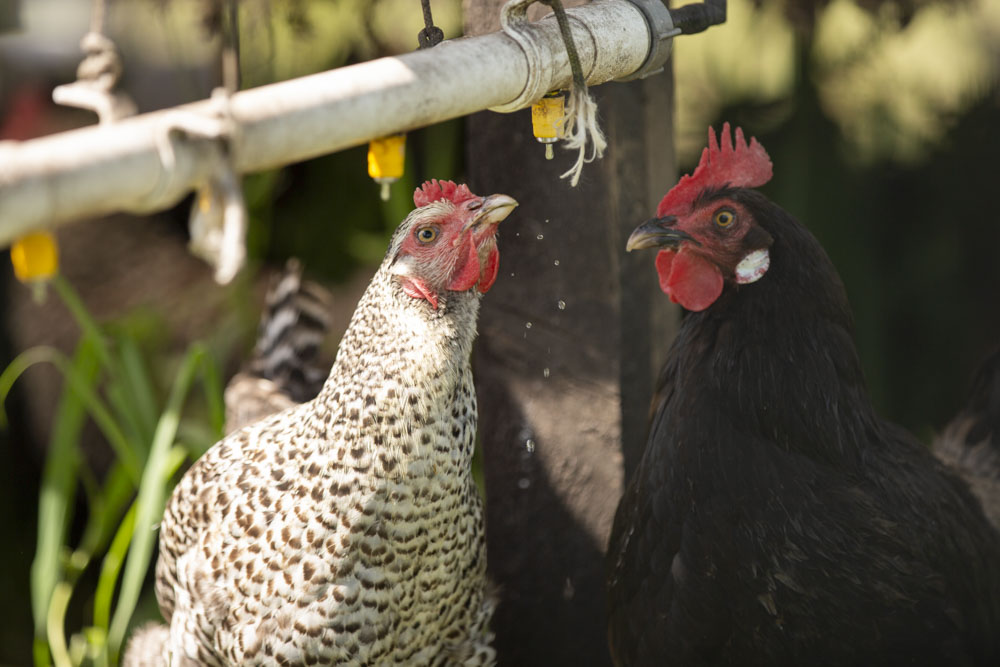 Natuurboerderij KipEigen