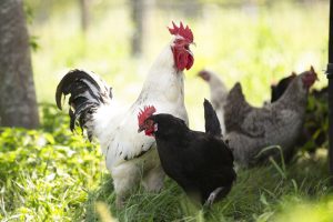 Natuurboerderij KipEigen