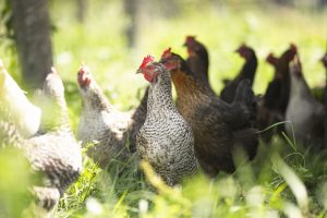 Natuurboerderij KipEigen