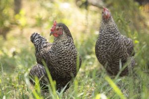 Natuurboerderij KipEigen