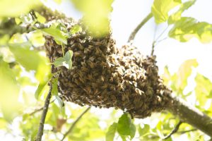 Natuurboerderij KipEigen
