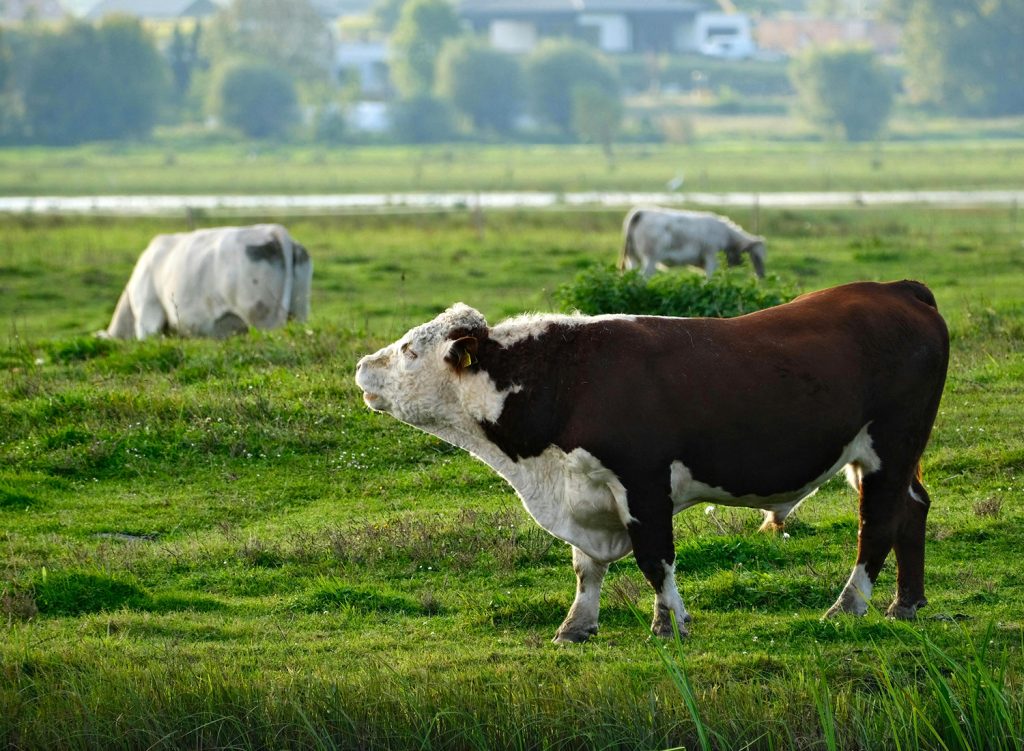 Stier en koeien