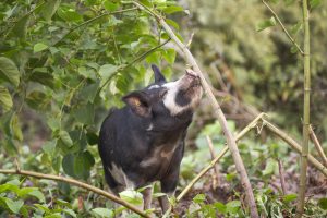 Buitengewone Varkens