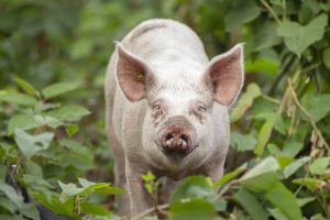 Buitengewone Varkens