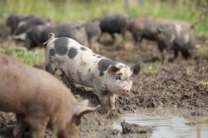 Buitengewone Varkens