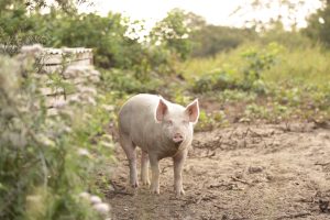 Buitengewone Varkens