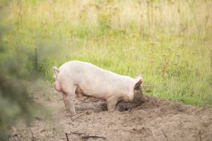 Buitengewone Varkens