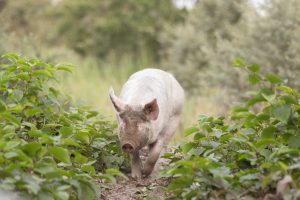 Buitengewone Varkens