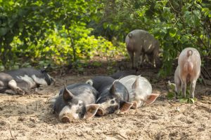 Buitengewone Varkens