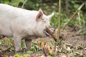 Buitengewone Varkens