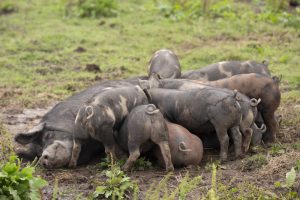 Buitengewone Varkens