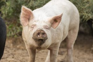 Buitengewone Varkens