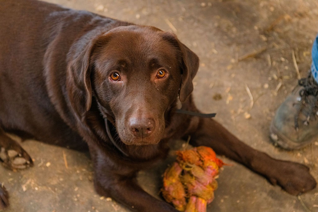 Vleesveehouderij Baelde