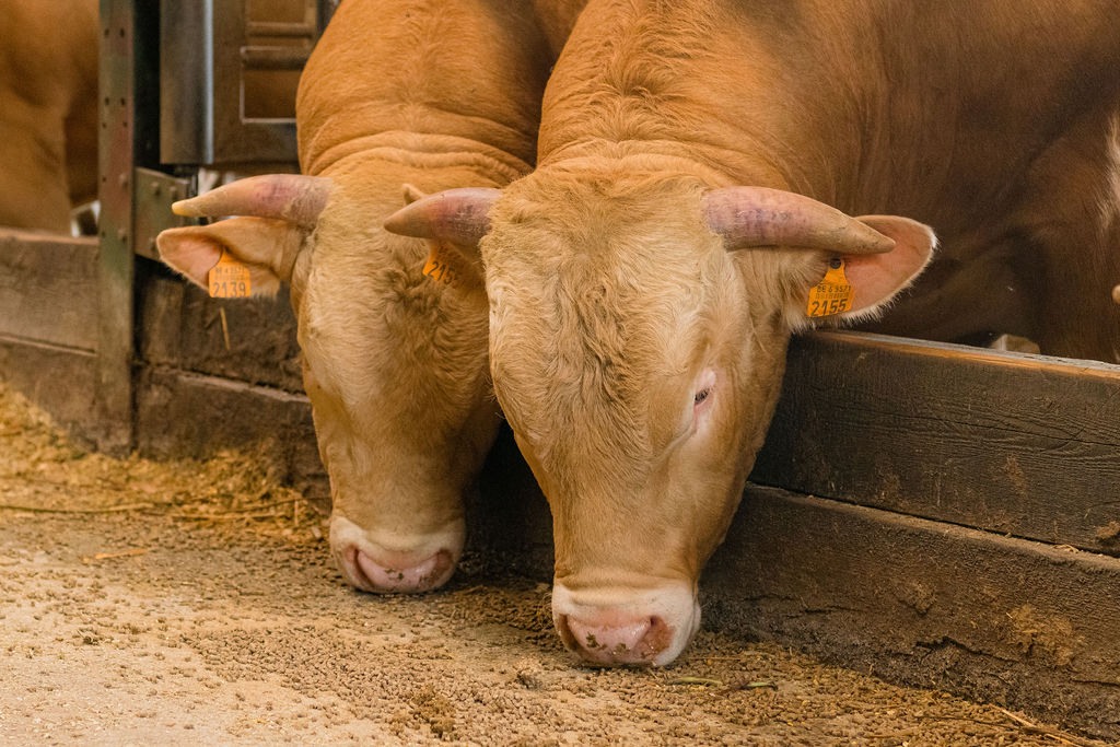 Vleesveehouderij Baelde