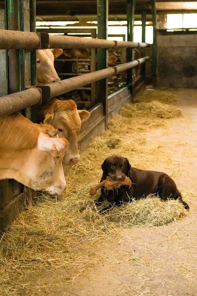 Vleesveehouderij Baelde