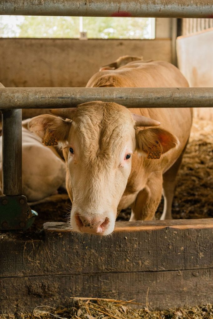 Vleesveehouderij Baelde