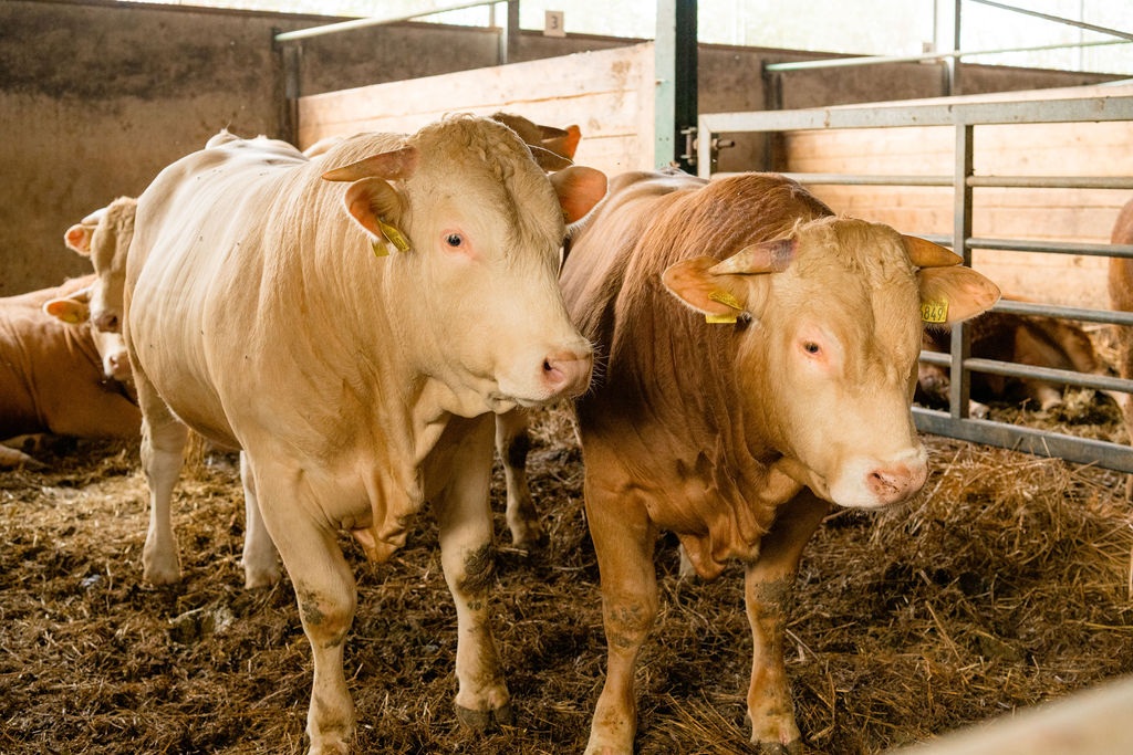 Vleesveehouderij Baelde