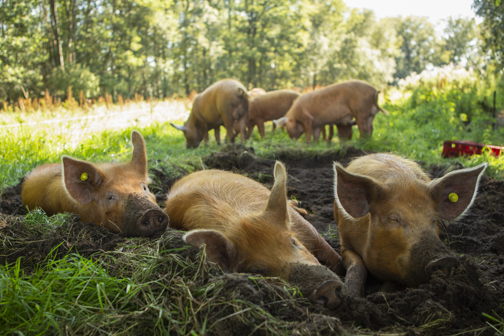 Boeren in het Bos