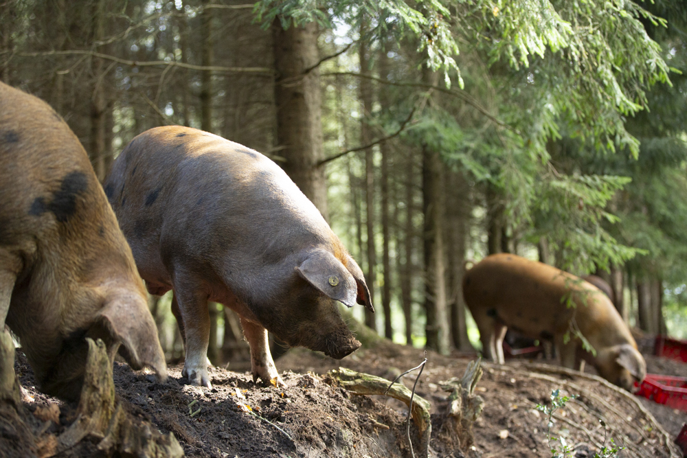 Boeren in het Bos