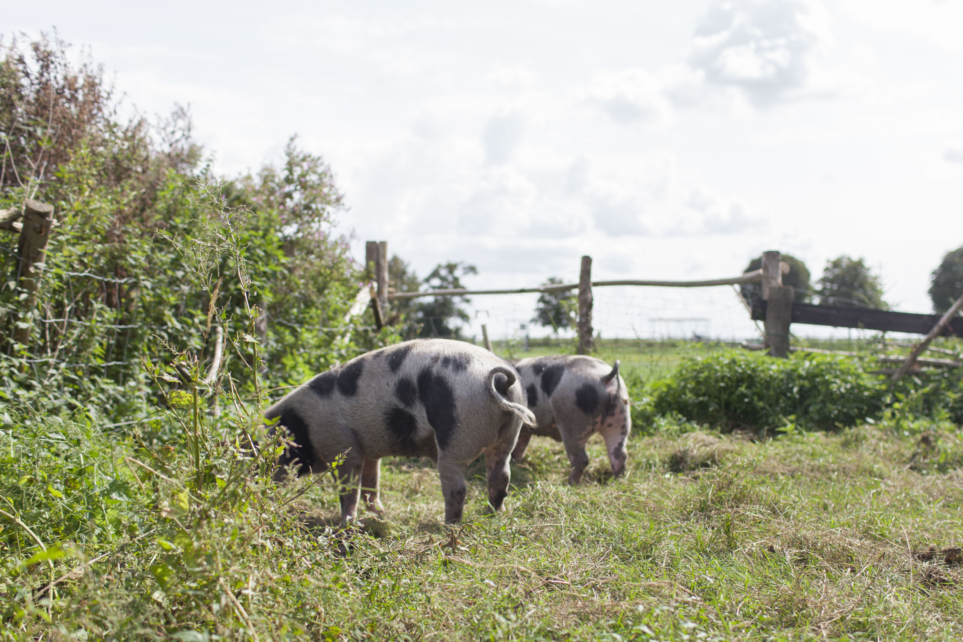 Boerderij Buitenverwachting