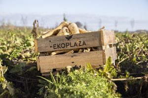 Ekoplaza pastinaak