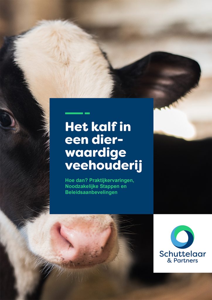 Het kalf in een dierwaardige veehouderij
