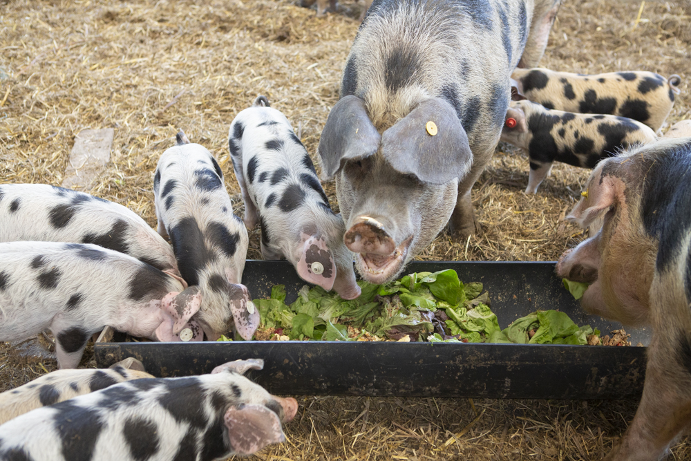 Loverendale Ter Linde