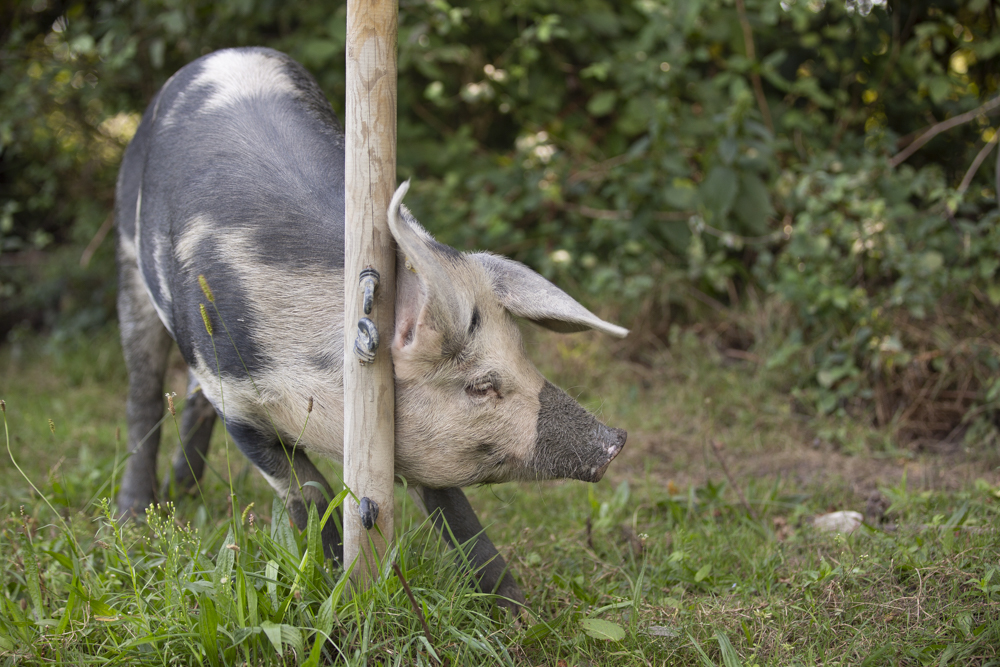 Wickevoorter Stadsboeren Cruquius